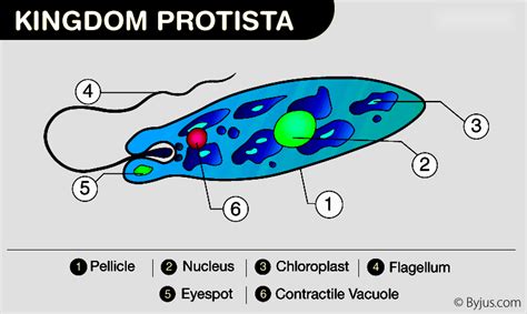 Protista: Characteristics, Classification and Importance - Testbook