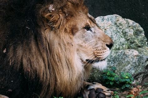 Premium Photo | Lion at the bronx zoo. new york