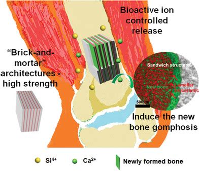 Bioinspired Biomaterials with a Brick‐and‐Mortar Microstructure ...