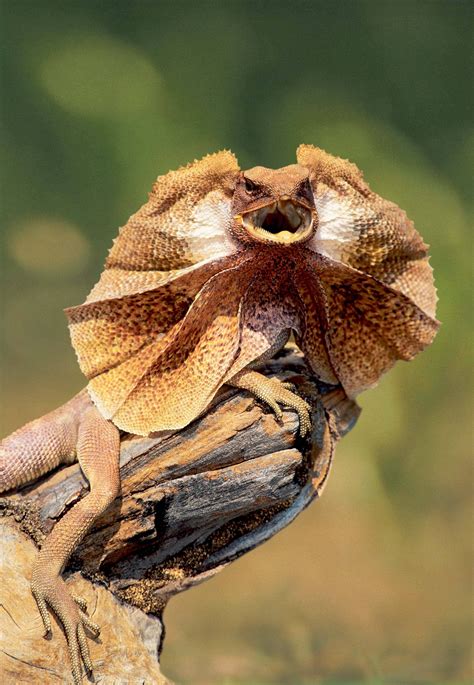 iquality.php (2451×3543) | Lizard, Weird animals, Australian animals