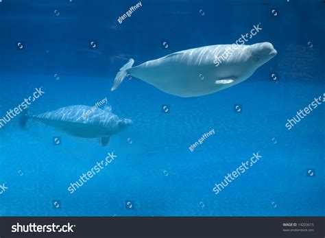 Beluga Whale Baby Stock Photo 14203615 | Shutterstock