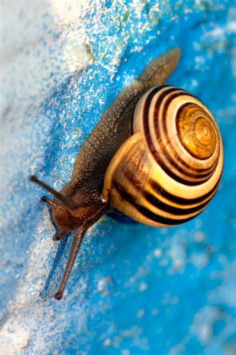 Snail | by Hali Sowle #molluscs #annelid | Snail, Animals, Annelid