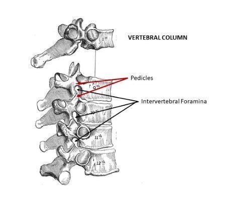 Lumbar Intervertebral Foramen