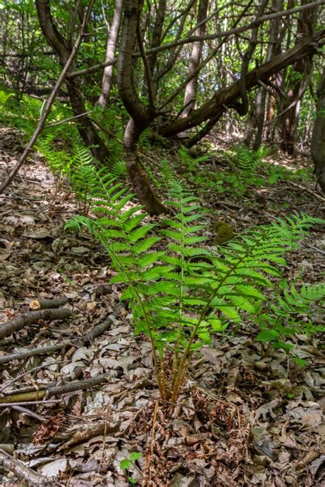 Fern is a Member of a Group of Vascular Plants that Reproduce by Spores ...