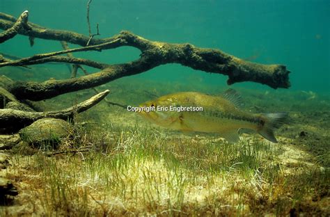 Largemouth Bass | Engbretson Underwater Photography