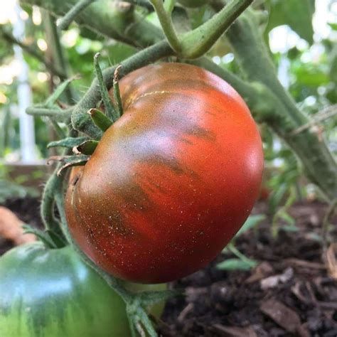 Seeds for Paul Robeson Tomato | Solanum lycopersicum | Amkha Seed