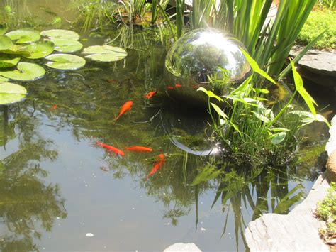 goldfish pond | Goldfish pond, Fish ponds, Gold fish pond