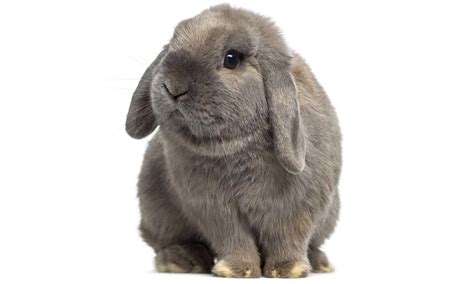 Holland Lop Size Comparison: How Big Do These Rabbits Get? - A-Z Animals