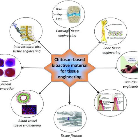 Schematic representation of applications of chitosan-based bioactive... | Download Scientific ...