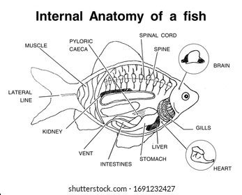 Fish Dissection Diagram