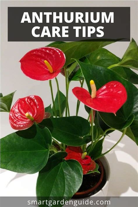 Anthurium care tips. Grow this stunning houseplant at home. Learn more at smartgardenguide.com ...