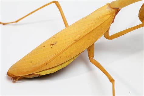 Premium Photo | Giant asian yellow praying mantis isolated