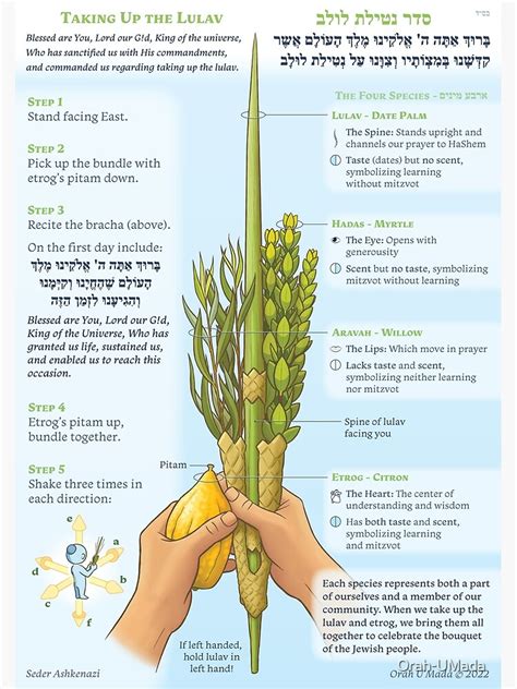 "How to Shake the Lulav (Ashkenazi)" Poster for Sale by Orah-UMada | Redbubble