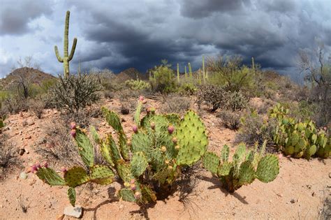 Sonoran Desert Cacti Cacti, Cactus Plants, Desert Cactus, Sonoran ...