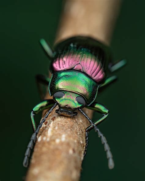 darkling beetle - Entomology Today