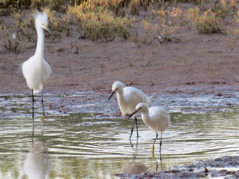 Babs' Birding Experiences : Riparian Preserve at Gilbert Water Ranch ...