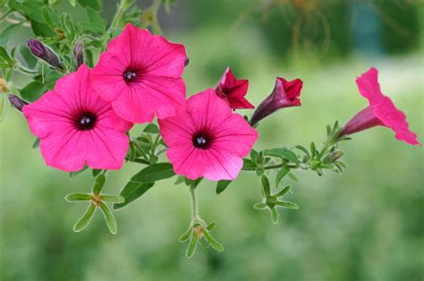 Petunia, Pink color, HD Wallpaper | Rare Gallery