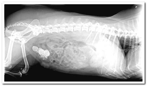 Kidney stone symptoms in dogs and treatment - Dogsis