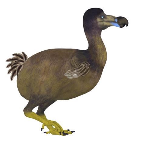 Dodo bird, side view. The Dodo is an extinct flightless bird that lived on Mauritius Island in ...