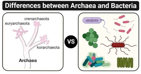 Archaea contra bacterias | Differbetween