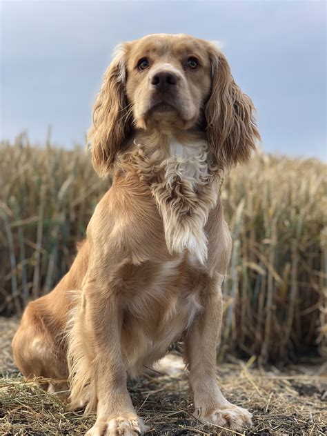 English Springer and Cocker Spaniel Stud Dogs