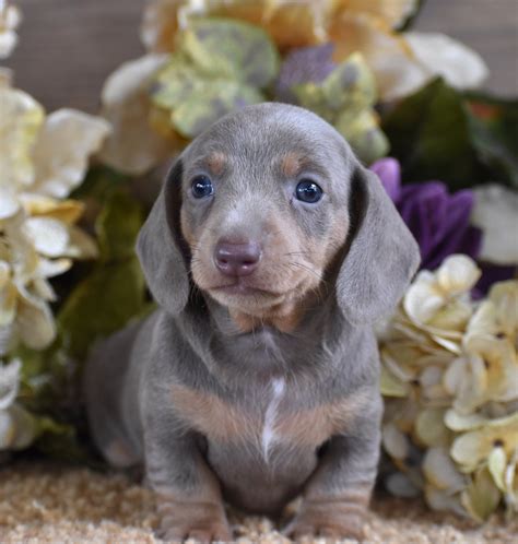 25+ Blue Dachshund Breeders Pic - Bleumoonproductions