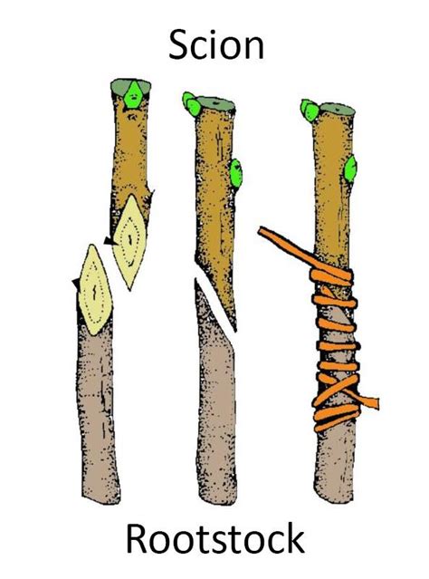 Grafting Types, Splice Grafting