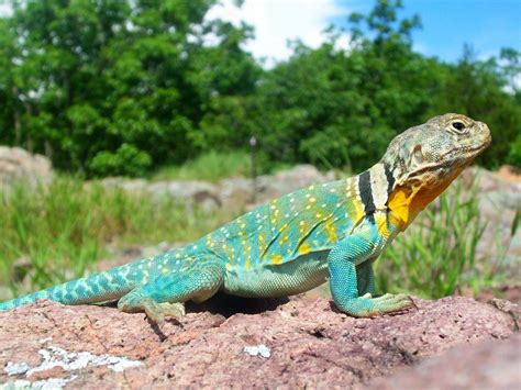 Common collared lizard - Wikiwand