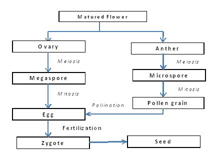 Schematic diagram of Pollination and Fertilization | Download Scientific Diagram