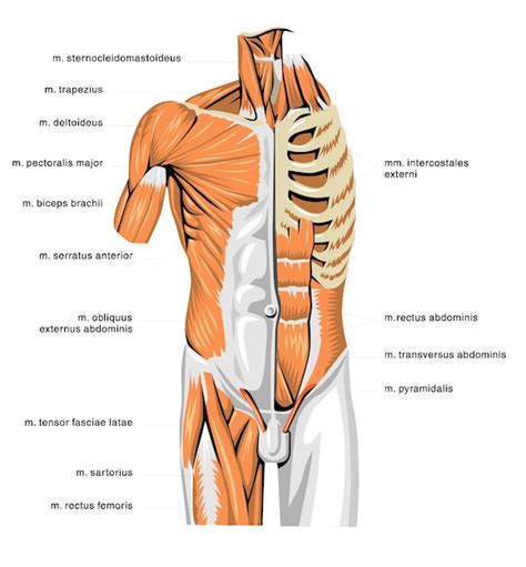 Premium Vector | Human anatomy