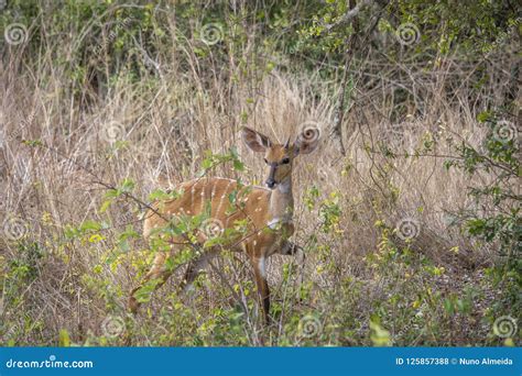 View Of A Imbabala Or Cape Bushbuck, Angola Stock Photography | CartoonDealer.com #125857388