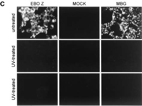 Mode of activation. Activation of suspended monocytes and adherent ...