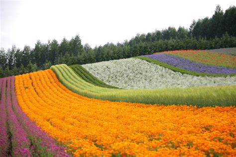 Hokkaido Lavender Fields & Other Blossoms | Japan Cheapo