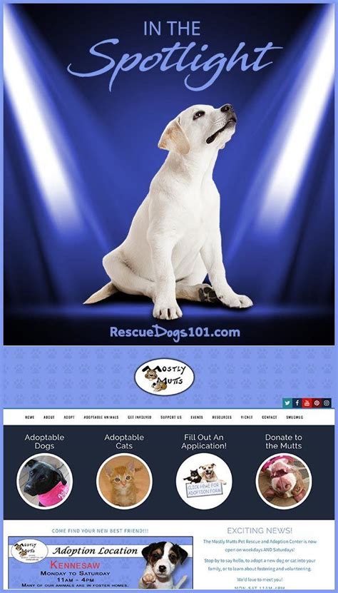 In the Spotlight: Mostly Mutts Animal Rescue and Adoption