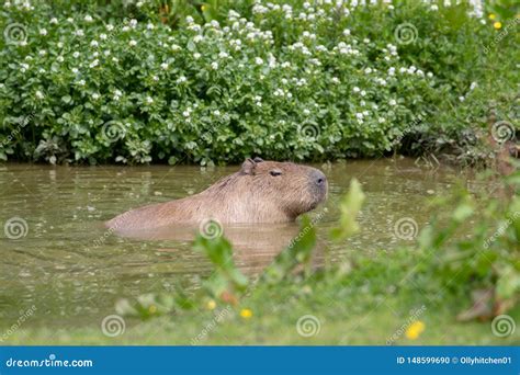 A solo Capybara swimming stock photo. Image of aquatic - 148599690