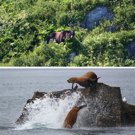 5 Amazing Ways to See Kenai Fjords National Park - Park Chasers