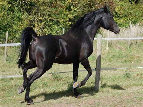 Kabarda Horse Breed Information, History, Videos, Pictures