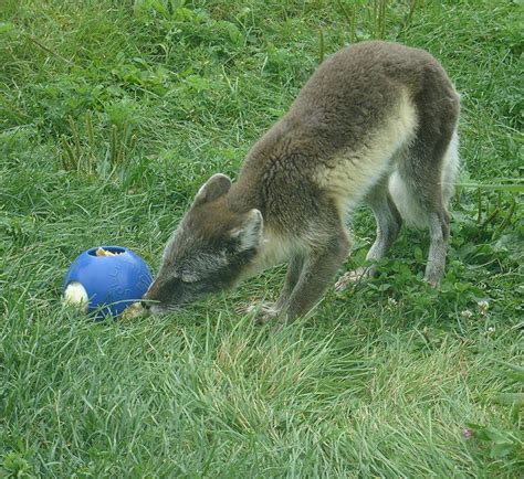 Toronto Zoo | Animal Enrichment in 2021 | Animals, Zoo animals, Enrichment