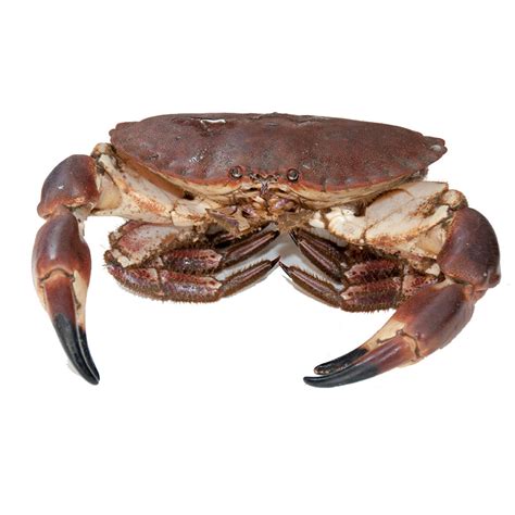 Brown Crab - Northumberland Seafood