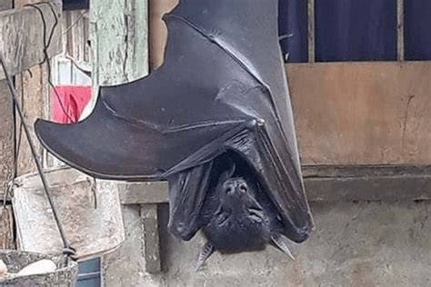 Check Photo of Huge Bat with ‘human-size’ Giving People Nightmares ...