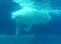 Polar Bear Under Water Free Stock Photo - Public Domain Pictures