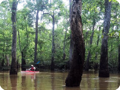 Neches River / Big Thicket Kayak Tour - Beaumont, Texas