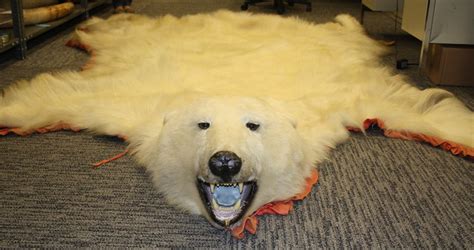 Polar bear skin seized in N.J. | Flickr - Photo Sharing!