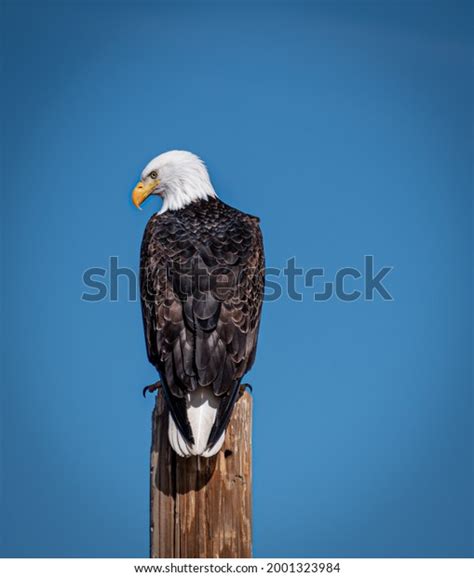 Back View Bald Eagle Stock Photo 2001323984 | Shutterstock