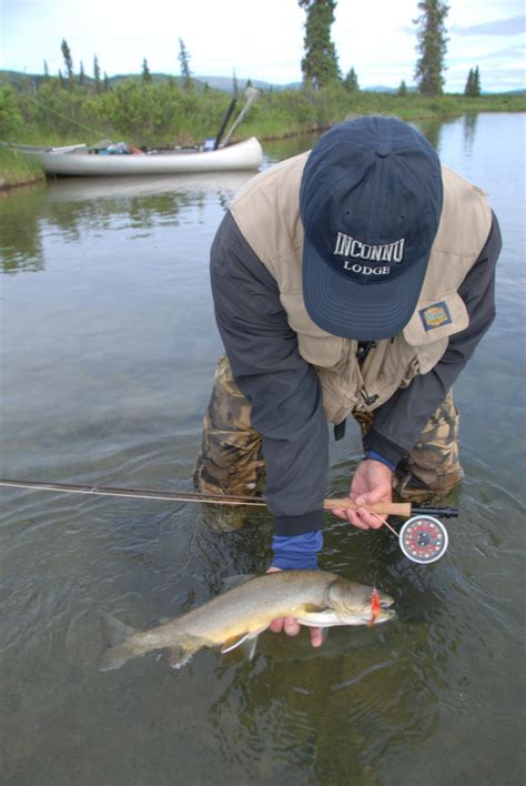 Yukon Bull Trout Fishing Photo Gallery At Inconnu Lodge