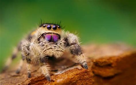 Regal Jumping Spider Care Sheet and photos - The Spider Blog