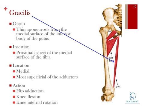 Gracilis : Origin, Insertion, Action & Nerve Supply » How To Relief