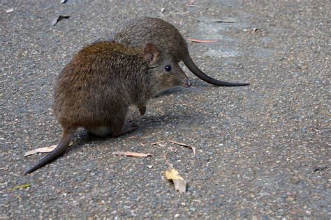 Long-Nosed Potoroo Profile: Traits, Facts, Diet, Habitat - Mammal Age