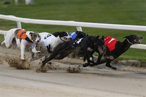 Legendary Greyhound Racing, canvas, prints, pictures, posters, images ...