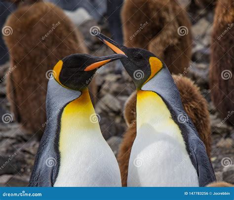 Adult King Penguin Pair Performing Mating Behavior in South Georgia Stock Photo - Image of ...